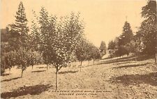 c1910 Postcard; Boulder Creek CA Newtown Pippin Apple Orchard, Agriculture picture