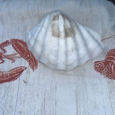 Giant White & Pink Clam Shell Real Natural BIG Tridacna Gigas 10.5