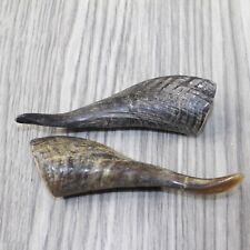 2 Small Polished Goat Horns #7743 Natural Colored picture