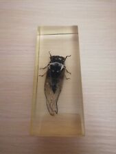 100% original exotic beetles real insects in resin (31) picture
