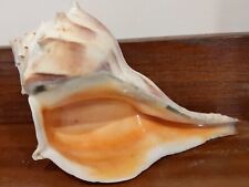 Beautiful Large Lightning Whelk Shell From Sanibel Island Florida - 9 in Beach  picture