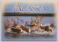 Herd of Alaskan Caribou Crossing a River in Alaska AK Postcard picture