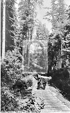 Drive Through The Tall Timber Trees Tillamook Oregon OR - 8x10 Reprint picture