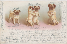 Rare Antique 1901s Vintage Postcard Dogs Show picture