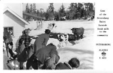 Cows of the Petersburg Dairy Petersburg Alaska 1950s OLD PHOTO picture