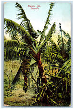 Bermuda Postcard Cluster of Bananas in Banana Tree c1910 Posted Antique picture