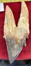 5 1/4” BASILOSAURUS Tooth Fossil Eocene 40 Mi Yrs Old picture