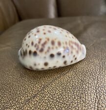 Rare Open Spotted Tiger Cowrie Sea Shell picture