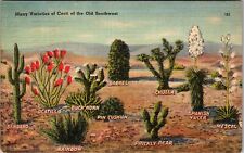 Many Varieties Cacti Southwest, Plants, Vintage Postcard picture