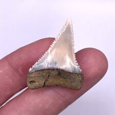 Rare Light 1.26” Peruvian Great White Shark Tooth Fossil picture