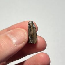 Interesting 0.76” Hadrosaur Tooth Crown, Judith River Montana, Cretaceous Fossil picture
