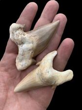 2 Huge Teeth of Sharks Otodus fossils of prehistoric marine reptiles picture