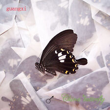 WHOLESALE 50 PCS unmounted real butterfly Papilio nephelus chaon  A1 A1- picture