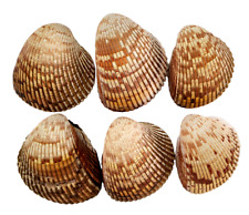 Cockle Sea Shells Lot Of 6 Florida Wast Coast Beaches Sanibel Island 3