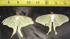2 Real Luna Moths Male & Female A Grade With Minor Flight Wear picture