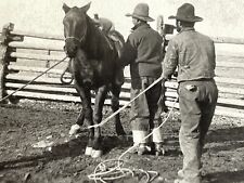 N7 1920's Davis Brothers Cattle Ranch Embargo Creek Colorado Cowboys Rope Horse picture