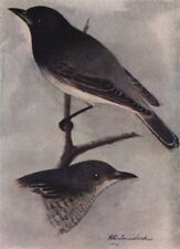 INDIAN BIRDS. The Black-headed Cuckoo-Shrike 1943 old vintage print picture picture