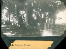 1940's WWII Honolulu Park & trees  Hawaii 3 Photos picture