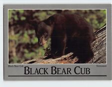 Postcard Black Bear Cub Tennessee USA picture