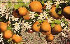 FL-Florida, Grapefruit And Blossoms Vintage Souvenir Postcard picture