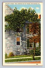 Winchester VA Nature's Freak Tree Growing out of House Virginia Postcard picture