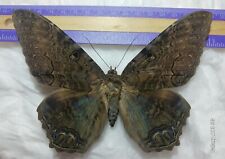 ASCALAPHA ODORATA MOTH MOUNTED RIKER FRAMED FROM PERU  picture