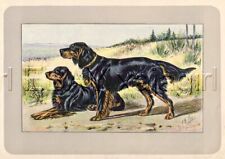 DOG Gordon Setter, Rare Antique 100-Year-Old French Dog Print picture