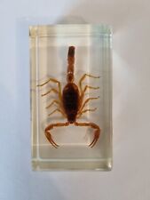 Real Manchurian Golden Scorpion ( Olivierus martensii ) embalmed in resin picture