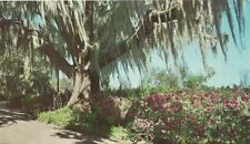 Legendary Spanish Moss Colorful Azaleas FL Florida Vintage Postcard  picture