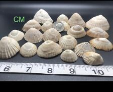 Large Hawaiian Opihi Shells - White Opihi Shells picture