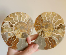 Ammonite Fossil Matched Halves Red Flash Large Big Crystal Chakra Gemstone Nice picture