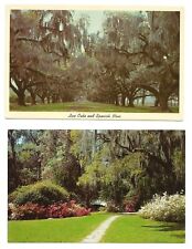 2 Spanish Moss Postcards Deep South Vintage picture