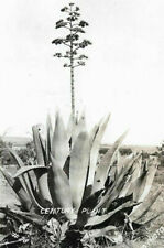 Century Plant Howard Photo DOPS Aloe Plant Farm Windmill 1930s Postcard RPPC picture