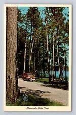 MN-Minnesota, The Norway Red Pine, State Tree, Antique, Vintage Postcard picture