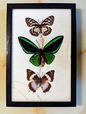 Antique Taxidermy Butterfly Mount Decor picture
