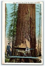Washington WA Postcard Giant Fir One Of The Big Trees Of The West Logging c1930s picture