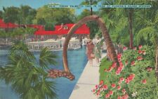 Silver Springs Florida, Freak Palmetto Tree in Park, Vintage Postcard picture