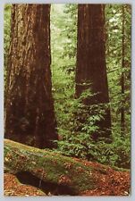Postcard Big Basin Redwoods State Park Boulder Creek California picture