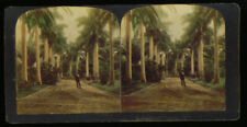 Avenue Royal Palms Honolulu Hawaii 1900 stereoview picture