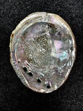 Pacific Coast Large Red Abalone 7 3/4 Inches picture