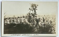 Orange Grove In California Real Photo Postcard. RPPC. 1904-1918 picture