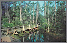 VTG Postcard Okefenokee Swamp Park Waycross Georgia Forest Wood Bridge picture