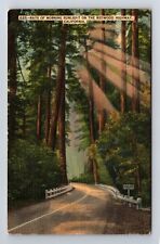 CA-California, Rays of Sunlight on Redwood Highway, Antique Vintage Postcard picture