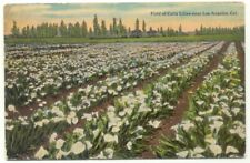 Los Angeles CA Field Of Calla lillies 1913 Postcard ~ California picture