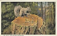 Vintage Animal  Postcard SQURRIELS  GREY SQUIRREL EATING I AM 