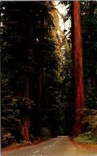 Vtg Avenue of The Giants Redwoods Sequoia National Park California CA Postcard picture