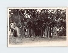 Postcard Banyan Tree Coconut Grove Miami Florida USA picture