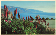Salinas CA California, Big Sur Coastline, Colorful Wildflowers, Vintage Postcard picture
