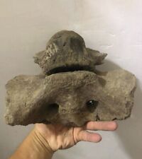 From the Ice Age Spinal bone fossil mammal fossils specimen china bone fossils picture