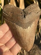 Natural Beautiful 4.53” Megalodon Tooth Fossil Shark Teeth picture